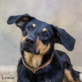 Lona -  Shepherd Dog for Adoption in Northbrook, Illinois - Lona | PetCurious