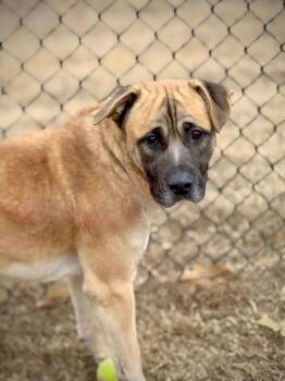 Shepherd Dogs Available for Adoption in Princeton, Massachusetts - Hank | PetCurious