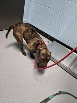 Pit Bull Terrier Dogs Available for Adoption in Lawrenceville, Georgia - Pen 197 Ayeh | PetCurious