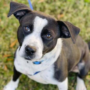 Sage -  Pit Bull Terrier Dog for Adoption in Naperville, Illinois - Sage | PetCurious