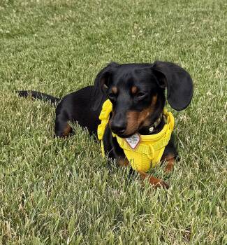 Diesel in NY -  Dachshund Dog for Adoption in Shelbyville, Tennessee - Diesel In NY | PetCurious