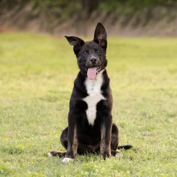 Sammy -  Australian Cattle Dog Blue Heeler Dog for Adoption in Newport, Washington - Sammy | PetCurious