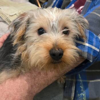 Rescue Yorkshire Terrier Dogs for Adoption in Southington, Ohio - Dickens | PetCurious