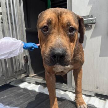 Staffordshire Bull Terrier Dogs Available for Adoption in Edinburg, Texas - Moe | PetCurious