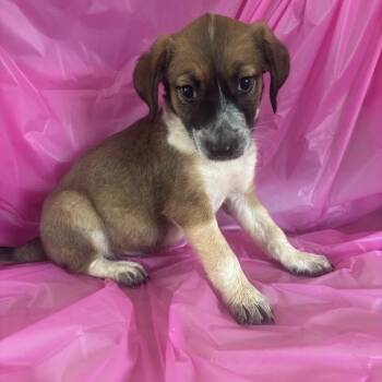 Floss -  Australian Shepherd and Mixed Breed Dog for Adoption in North Charleston, South Carolina - Floss | PetCurious