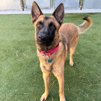 Blitz -  Mixed Breed Dog for Adoption in Truckee, California - Blitz | PetCurious