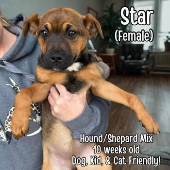 Hound and Shepherd Dogs Available for Adoption - Star  | PetCurious