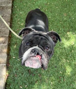 English Bulldog Dogs Available for Adoption in Phoenix, Oregon - Harley  | PetCurious