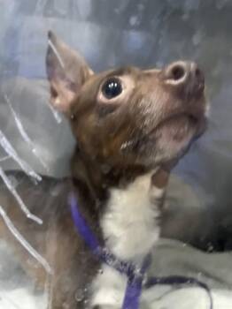 Chihuahua Dogs Available for Adoption - CHACO | PetCurious