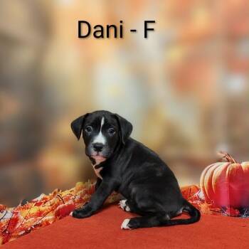 Dani -  Pit Bull Terrier and Mixed Breed Dog for Adoption in Griswold, Connecticut - Dani | PetCurious