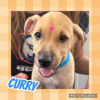 Curry -  Labrador Retriever and Hound Dog for Adoption in Ringwood, New Jersey - Curry | PetCurious