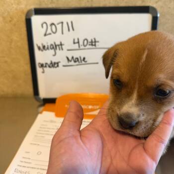 Bloodhound and Mixed Breed Dogs Available for Adoption - Walker | PetCurious