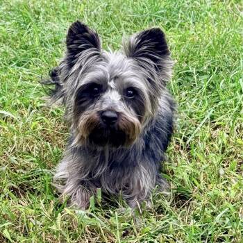 Cora -  Yorkshire Terrier Dog for Adoption in Longview, Texas - Cora | PetCurious