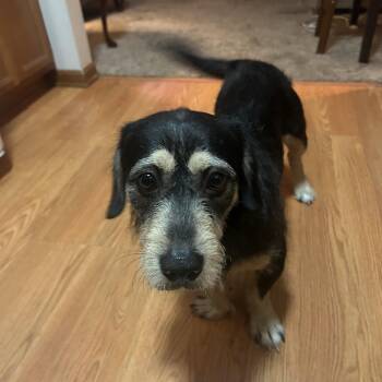 Ace -  Terrier Dog for Adoption in Plainfield, Illinois - Ace | PetCurious