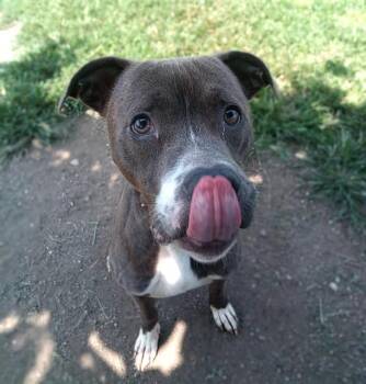 Rescue Pit Bull Terrier Dogs for Adoption in Indianapolis, Indiana - AMAYA PAPAYA | PetCurious