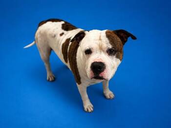 KILO -  American Bulldog Dog for Adoption in Doral, Florida - KILO | PetCurious