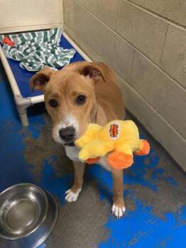 Sissy -  Labrador Retriever and Mixed Breed Dog for Adoption in Fairhope, Alabama - Sissy | PetCurious