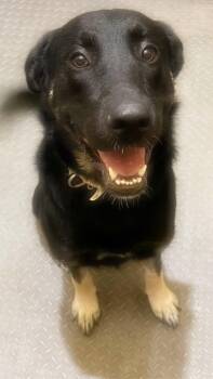 German Shepherd Dog Dogs Available for Adoption in Inez, Texas - Nova | PetCurious