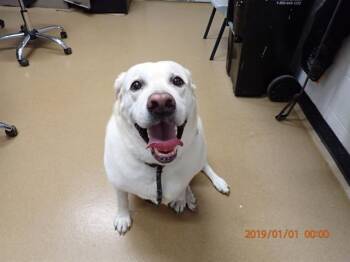KAI -  Labrador Retriever Dog for Adoption in St. Peters, Missouri - KAI | PetCurious