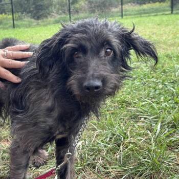 Shockwave -  Border Collie and Mixed Breed Dog for Adoption in York, Pennsylvania - Shockwave | PetCurious
