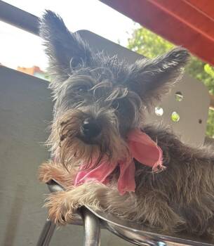 KIRA -  Miniature Schnauzer and Yorkshire Terrier Dog for Adoption - KIRA | PetCurious