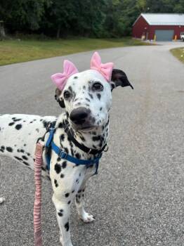 Rescue Dalmatian Dogs for Adoption in San Diego, California - Lucy-Lunenburg, MA | PetCurious