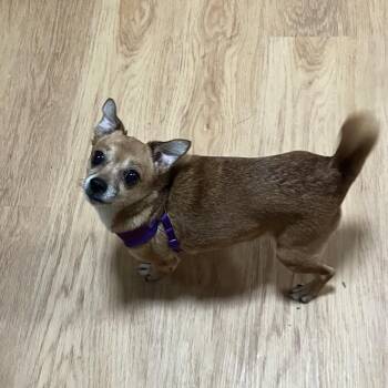 Spicy Mayo -  Chihuahua Dog for Adoption in Rockville, Maryland - Spicy Mayo | PetCurious
