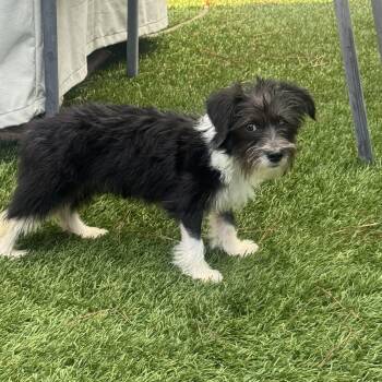 GIGI -  Terrier Dog for Adoption in Los Angeles, California - GIGI | PetCurious