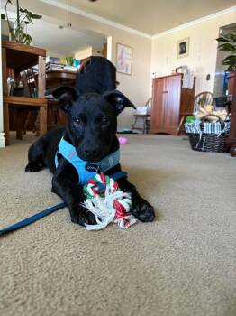 Shepherd Dogs Available for Adoption - Naveen | PetCurious