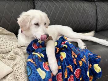 Millie -  Great Pyrenees Dog for Adoption in Houston, Texas - Millie | PetCurious