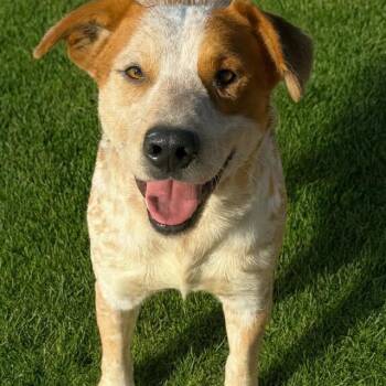 Australian Cattle Dog Blue Heeler and Mixed Breed Dogs Available for Adoption - BUCKLES | PetCurious