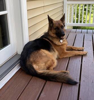 Bella -  German Shepherd Dog Dog for Adoption in Brookfield, Connecticut - Bella | PetCurious