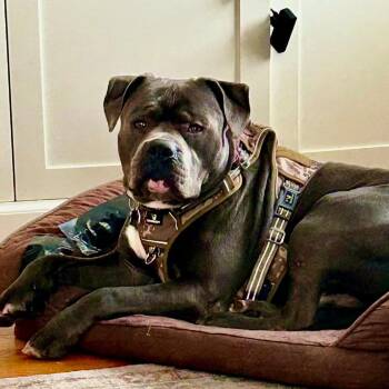 Eustuce -  Terrier Dog for Adoption in St. Louis, Missouri - Eustuce | PetCurious