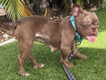 Rescue French Bulldog and American Bulldog Dogs for Adoption in Pompano Beach, Florida - Penelope | PetCurious