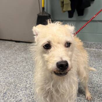 Rescue Shar Pei and Poodle Dogs for Adoption in Greenville, South Carolina - Dezi | PetCurious