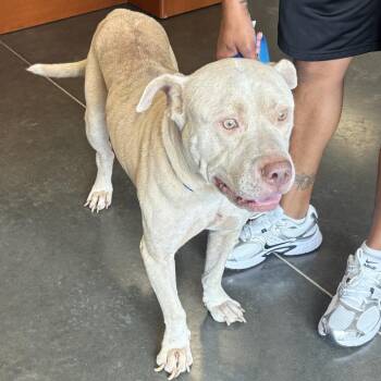 Dennis -  Mixed Breed Dog for Adoption in Dickinson, Texas - Dennis | PetCurious