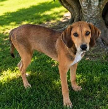 Rufus -  Hound Dog for Adoption in Brewton, Alabama - Rufus | PetCurious