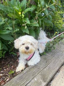Lucas -  Maltese Dog for Adoption in Meriden, Connecticut - Lucas | PetCurious