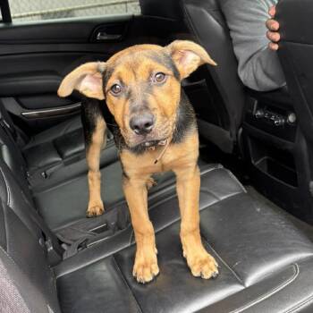 Mixed Breed Dogs Available for Adoption in Huntington, West Virginia - Rumi | PetCurious