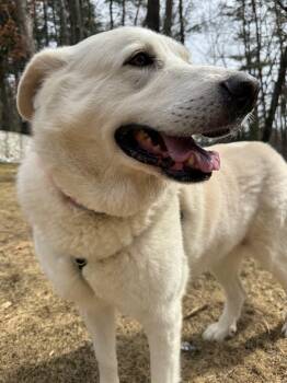 Great Pyrenees Dogs Available for Adoption in Hudson, Massachusetts - Big Bertha | PetCurious