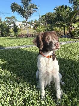 FL/Cooper & Flash (Bonded Pair) -  Brittany Spaniel Dog for Adoption in Baldwinsville, New York - FL/Cooper & Flash (Bonded Pair) | PetCurious