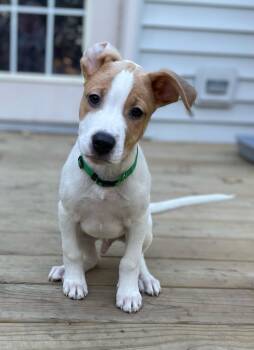 Rescue Mixed Breed Dogs for Adoption in Shorewood, Illinois - Shock | PetCurious