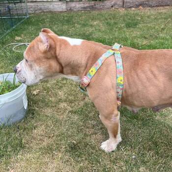 Bambie -  Pit Bull Terrier and Mixed Breed Dog for Adoption in Nampa, Idaho - Bambie | PetCurious