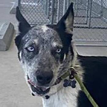 Mascarillo - URGENT -  Australian Cattle Dog Blue Heeler and Border Collie Dog for Adoption in Thousand Oaks, California - Mascarillo - URGENT | PetCurious