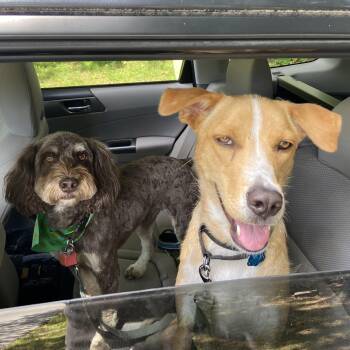 Rescue Retriever Dogs for Adoption in Longview, Texas - Andy | PetCurious