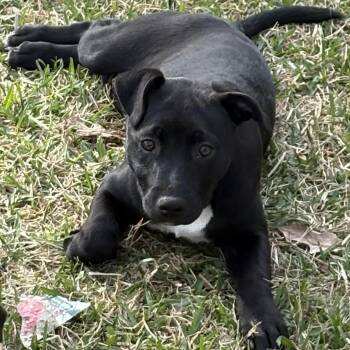 American Staffordshire Terrier and Mixed Breed Dogs Available for Adoption - Aurora | PetCurious