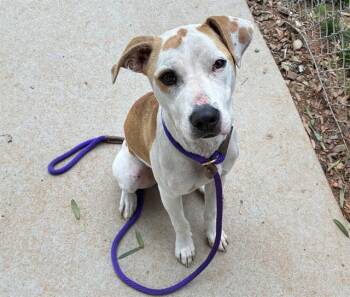 TEETEE -  Mixed Breed Dog for Adoption in Charlotte, North Carolina - TEETEE | PetCurious