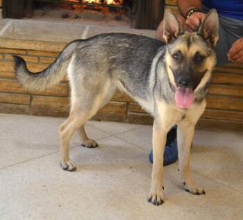 Sophie -  German Shepherd Dog Dog for Adoption in Memphis, Tennessee - Sophie | PetCurious