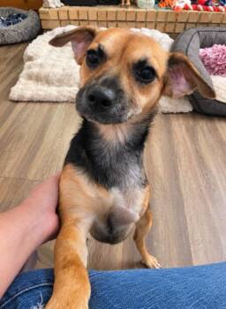 Teeny in LA -  Mixed Breed Dog for Adoption in Cranston, Rhode Island - Teeny In LA | PetCurious