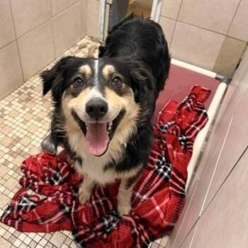 Australian Shepherd Dogs Available for Adoption in Honesdale, Pennsylvania - Danny | PetCurious